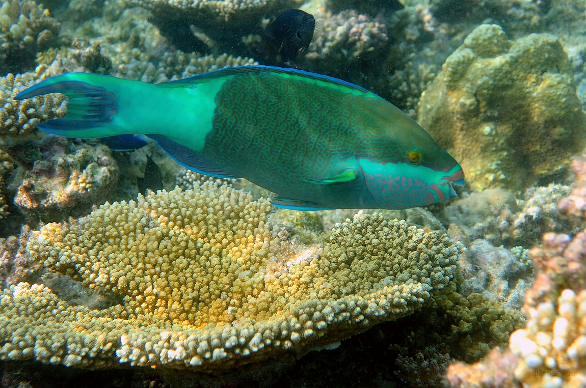 IMG_0762rf_Maldives_Madoogali_House reef_Poisson perroquet.jpg